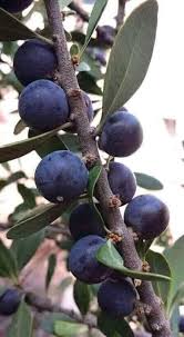 Image result for Maerua buxifolia