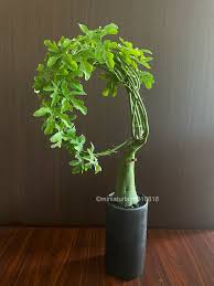 Image result for Murdannia stricta