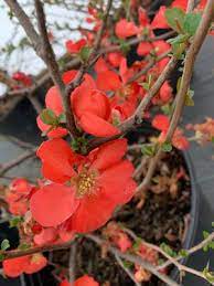 Maybe you would like to learn more about one of these? Chaenomeles Speciosa Texas Scarlet Flowering Quince From Colesville Nursery