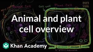 This video covers everything you need to know to answer this common type of question with. Overview Of Animal And Plant Cells Video Khan Academy
