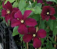 Posted by valerie parish on may 5th 2021. Clematis Niobe Taylors Clematis