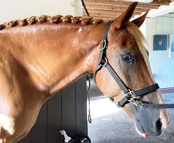 Collect tail hair from the horse (s) you want to use. The Secret To Reverse Scallop Braids The Cheshire Horse