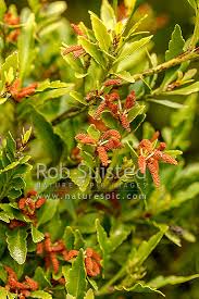 Image result for Phyllocladus trichomanoides
