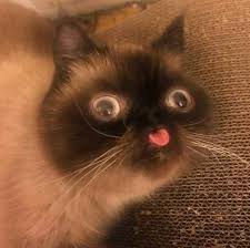 25 Funny Cats Pictures Cutest Cats Funny Cat Pictures Funny Animal Pictures Cat Memes