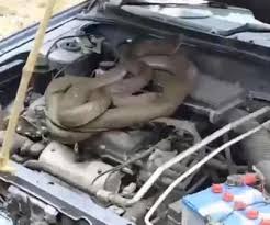 There are dozens of reasons why someone would want to purchase a used engine. Imagine Say You Open Your Car And See King Cobra Snake Inside Your Car Engine Car Talk Nigeria
