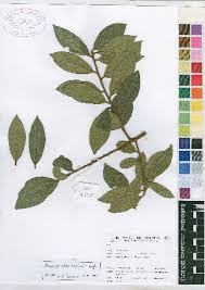 Image result for Anisophyllea boehmii