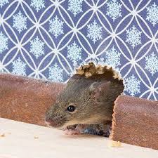 Orkin pest control (7108 texas road, fort smith, ar). Pest Control Experts Fort Smith Ar Five Star Pest Control