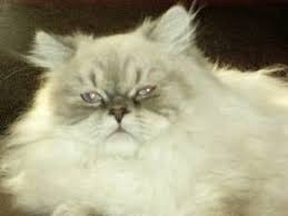 Adopt a pet from michigan humane. Pin On We Are Dog Lovers
