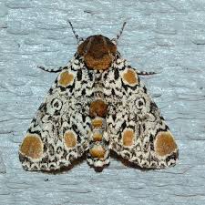 Image result for Polysphaeria harrisii