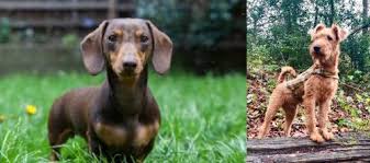 We did not find results for: Miniature Dachshund Vs Irish Terrier Breed Comparison