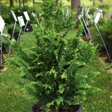 Image result for Chamaecrista gracilior