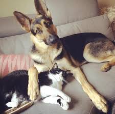 And two years later, they are still the best of friends! This Instagram Account Documents The Adorable Friendship Between A Dog And Cat Boing Boing