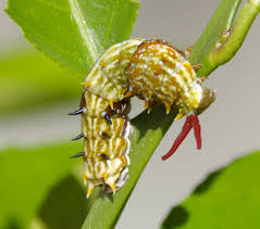 Leaf feeding caterpillars (including leaves of flowering plants, bushes and other ornamentals, vegetables and trees), azalea leafminers, green cloverworm, fruit eating caterpillars, legume feeding caterpillars, vegetable feeding caterpillars, stem and trunk boring. Love Butterflies Host Caterpillars Pollinator Link