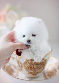 One look is all it takes for these adorable are you ready to begin your search among our teacup puppies for adoption? Teacup Pomeranian Puppies For Sale In Miami Ft Lauderdale Teacup Puppies Boutique