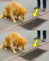 THE DOG LOOKED INTO THE STORM DRAIN EVERY DAY—WHEN IT WAS OPENED, EVERYONE WAS STUNNED! Every morning in Meadowbrook, a stray golden retriever named Benny stood at the same storm drain, staring