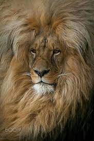 I Think You Over Did It With The Hair Dryer Just A Little Bit Don T You Think Animals Beautiful Animals Majestic Animals