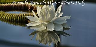 Image result for Aristolochia triactina