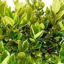 'carissa' is less cold hardy than 'dwarf burford', but is just as easily transplantable. Dwarf Burford Holly Ilex Shrub Plants Direct To You