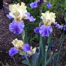 Annual flower seeds often grow into the flashiest plants of a flower garden. How To Easily Grow Iris From Seed