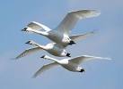 Trumpeter swans saved from extinction