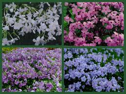 Ground covers can also be used as the shortest layer of plants spreading along the borders of planting beds or in a woodland garden to fill in gaps and create a fuller best flowering ground cover for deep shade. Flowering Wintergreen Ground Covers For Shade Carolyn S Shade Gardens
