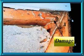 How do you get rid of ants on kitchen countertop? Carpenter Ants