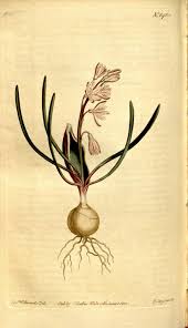 Image result for Dipcadi rigidifolium