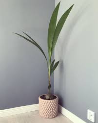 Home Decor Interior Design Panosundaki Pin
