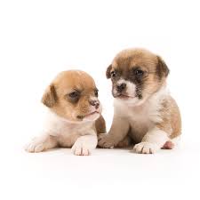 Berkley animal clinic has been serving the local pet population for over 40 years. What To Expect During Your Puppies First Year