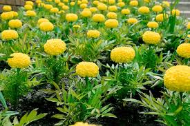Image result for Tagetes erecta