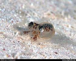 Atlantic Pygmy Octopus Octopus Joubini Cute Baby Animals Baby Animals Baby Animals Pictures