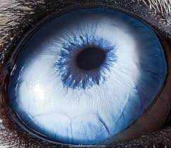 We did not find results for: Animals Eyes Up Close
