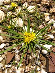 Image result for Geigeria burkei