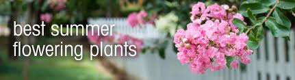 Check spelling or type a new query. 10 Best Summer Flowering Plants For Instant Garden Colour Searles Gardening