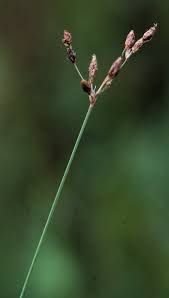 Image result for Fimbristylis aphylla