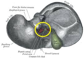 In the midclavicular line, the normal liver measures 10.5 ± 1.5 cm in longitudinal diameter and 8.1 ± 1.9 cm in the anteroposterior projection, with 12.6 cm and 11.3 cm being the 95th percentile. Liver Wikiwand