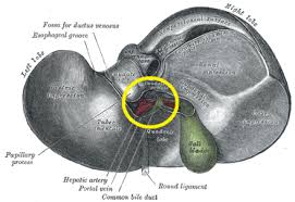 Free online quiz liver diagram. Liver Wikiwand