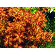 Image result for Ludwigia senegalensis