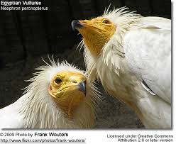 Egyptian vultures are quite widely distributed and may be found in southern europe, in northern africa, and in western and southern asia. Egyptian Vultures Beauty Of Birds