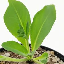 Image result for Aeollanthus subacaulis