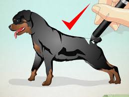 The first circle will be the head. How To Draw A Realistic Dog 5 Steps With Pictures Wikihow
