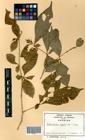 Image result for Sclerochiton vogelii