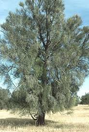 Image result for Casuarina verticillata