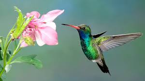 The smallest bird is the bee hummingbird (mellisuga helenae) of cuba and the isle of youth. Hummingbird The Only Bird That Can Fly Backwards Cgtn