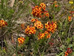 Image result for Crotalaria phylicoides