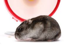 That's why we've collated some of the best hamster names below, hopefully our list will give you plenty of name ideas for your furry friend! All About The Dwarf Winter White Russian Hamster Bechewy
