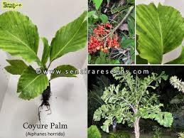 Image result for Aiphanes horrida