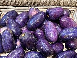 Image result for Pachylobus