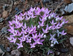 Image result for Afrocanthium ngonii