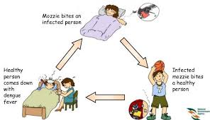 El hombre es el hospedador y un mosquito del género aedes es el vector que con su picadura produce la transmisión. Fig No 02 Aedes Mosquitoes Transmit Diseases Download Scientific Diagram